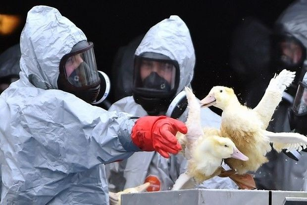 Yaponiyada iki təhlükəli virusun məngənəsində