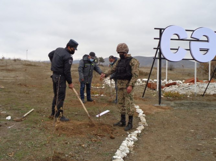 Cəbrayılda Şərq çinarları əkildi 