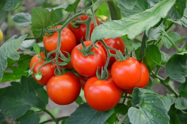 Rusiya Azərbaycanın daha 4 müəssisəsindən pomidor idxalına icazə verdi