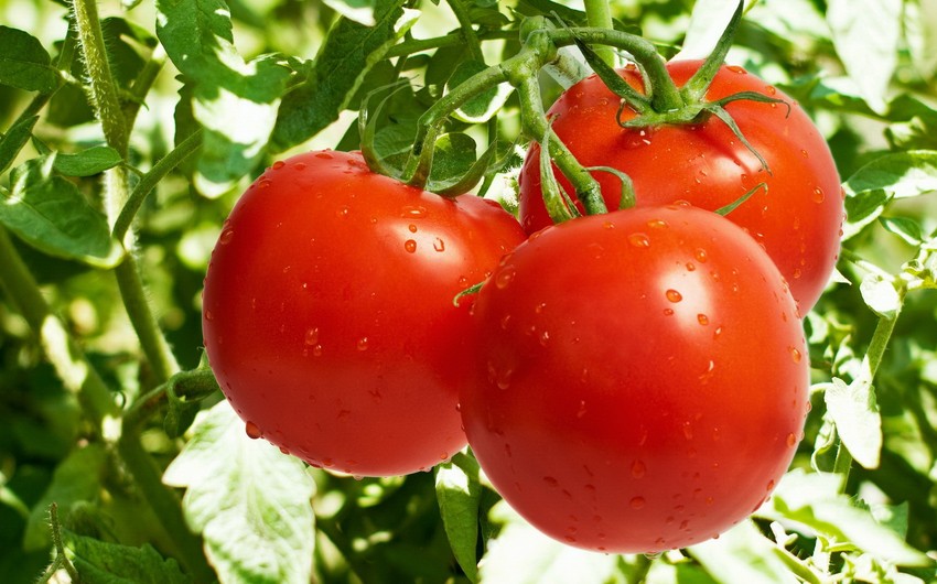 Azərbaycan pomidorları Ukrayna bazarlarında – Rəsmi