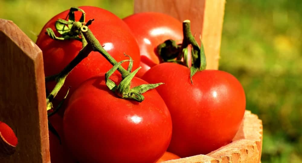 Qazaxıstan Azərbaycandan pomidor idxalını qadağan etdi - Rosselxoznadzor 