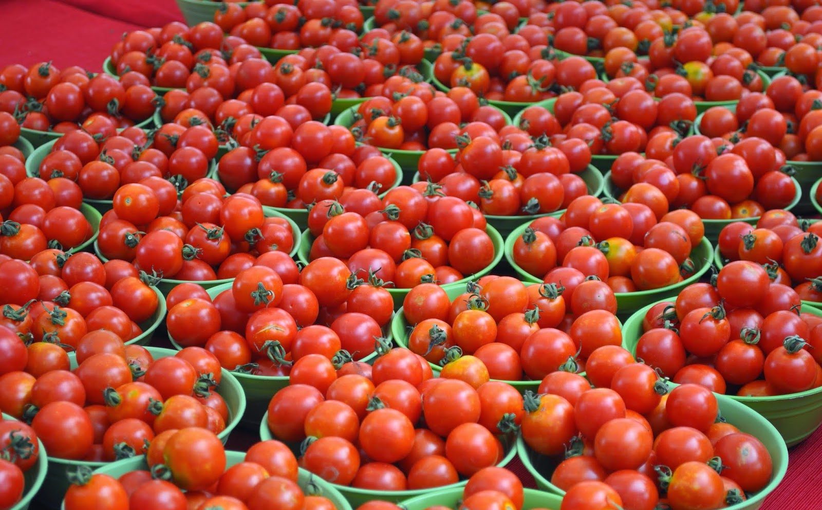 Rusiyaya pomidor ixracı ilə bağlı görüş keçirildi - FOTO