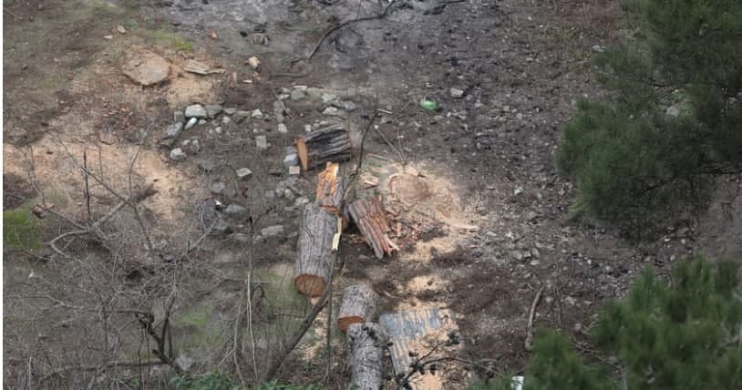 Nizami rayonunda ağaclar kəsilir – Nazirlik ərazinin sahibini axtarır