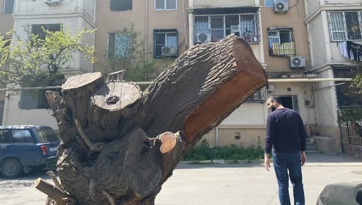 “Ağacları budayırıq deyib, yaşıllıqlarımızı kəsirlər” - Şərifzadə küçəsində sakinlər ayağa qalxdı - FOTO