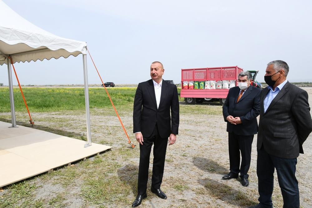 Prezident Hacıqabulda pambıq tarlasında səpin prosesini izlədi - FOTO