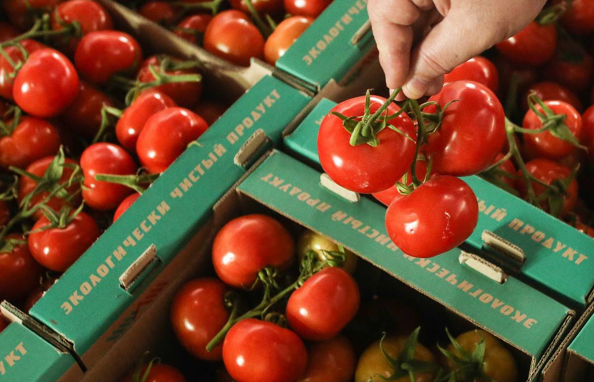 Daha 30 müəssisədən Rusiyaya pomidor ixracına icazə verildi