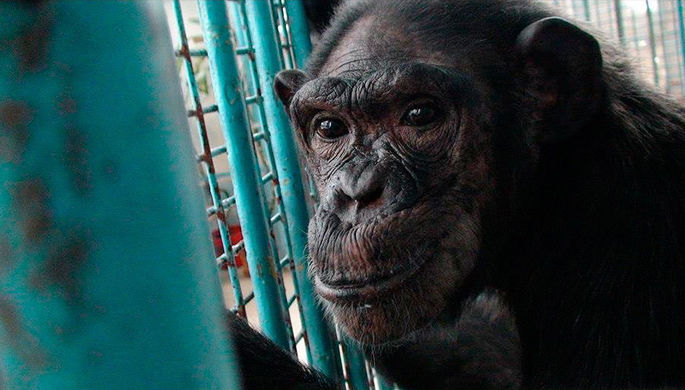 Dünyanın ən yaşlı şimpanzesi Amerika zooparkında öldü