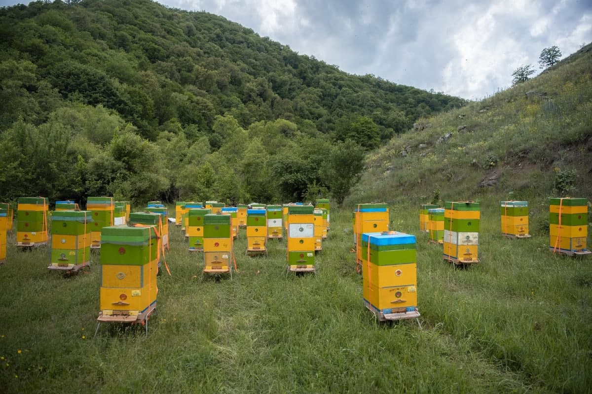 Kəlbəcər yaylaqlarına daha 2500 arı ailəsinin köçürülməsinə başlanıldı