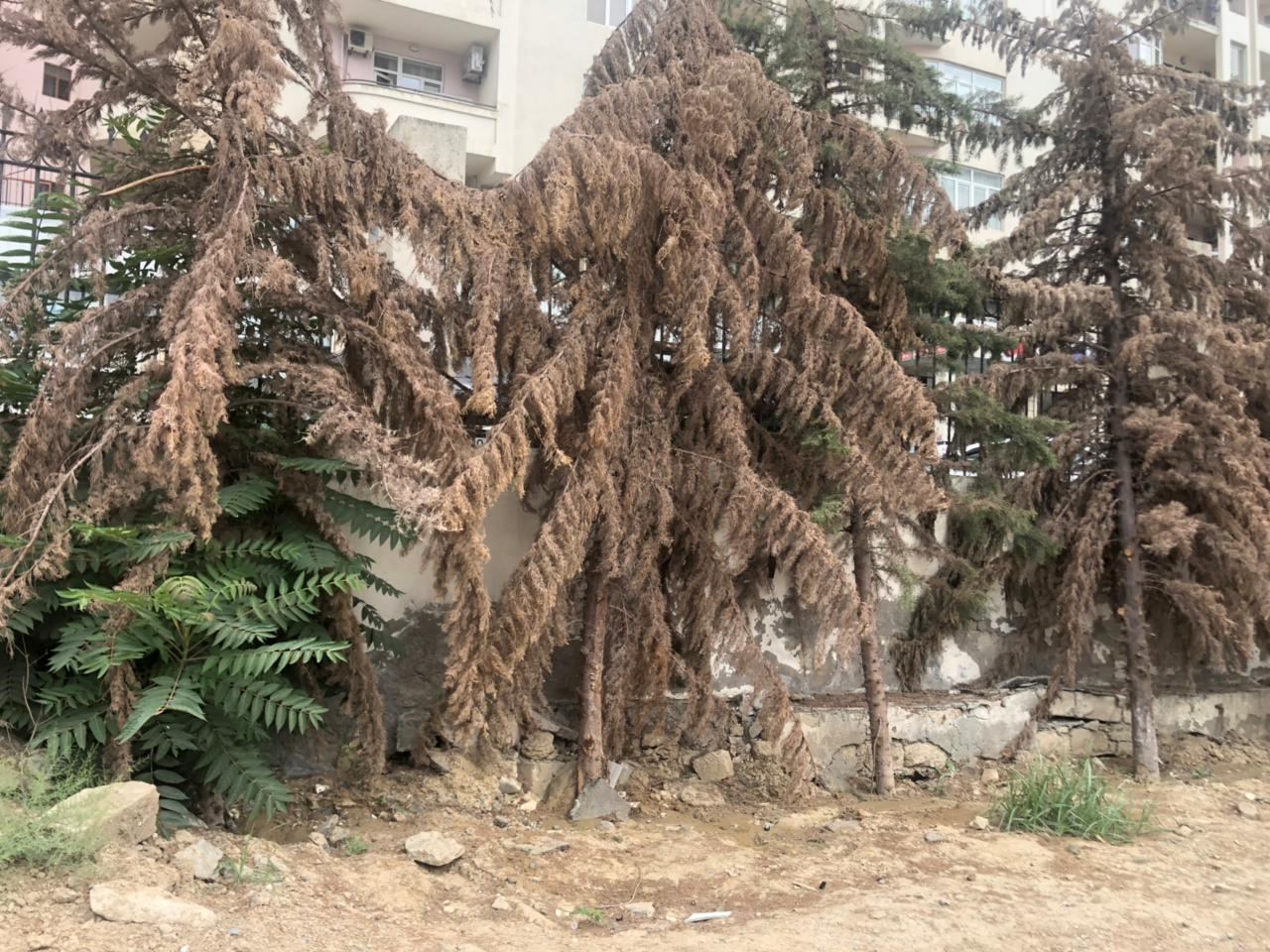Qurumuş ağacların yerinə yeniləri əkildi - FOTO