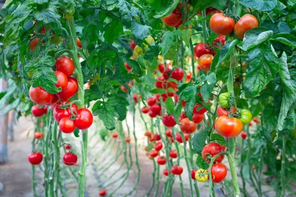 Azərbaycanın neçə müəssisəsindən Rusiyaya pomidor ixracına icazə verilib?