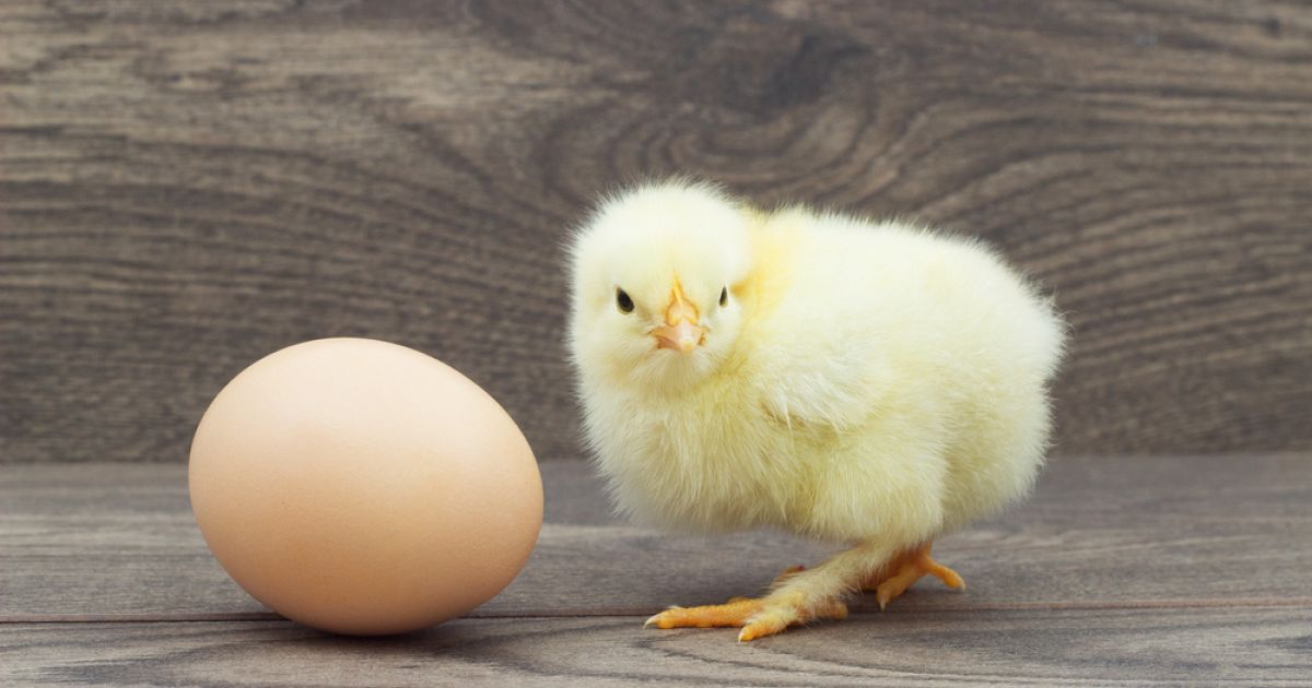 Toyuq əvvəl yaranıb, yoxsa yumurta? – Cavabını BURADAN OXUYUN