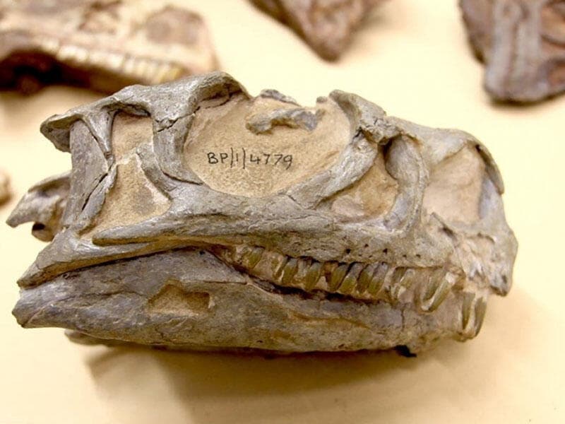 ​​​​​​​Britaniyada 125 milyon il əvvələ aid dinozavr qalıqları tapıldı