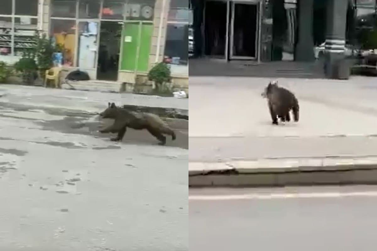 Azərbaycanda ayılar vahiməyə səbəb oldu - VİDEO 