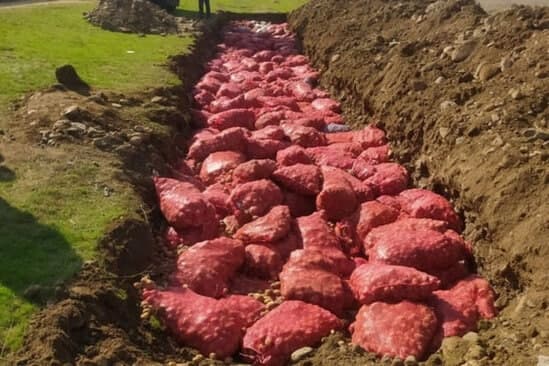 Rusiyadan gətirilən 66 ton kartof məhv edildi – SƏBƏB - FOTO