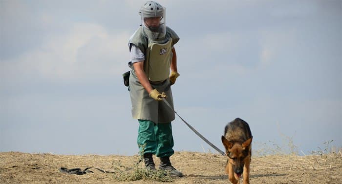 Azərbaycana xüsusi təlim keçmiş minaaxtaran itlər GƏTİRİLDİ - FOTO