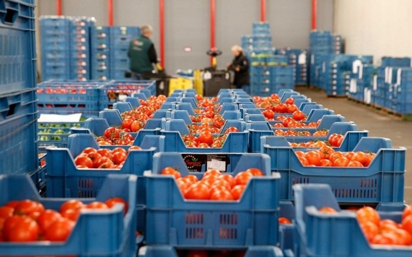 Rusiya Azərbaycanın 16 müəssisəsindən pomidor ixracına icazə verdi