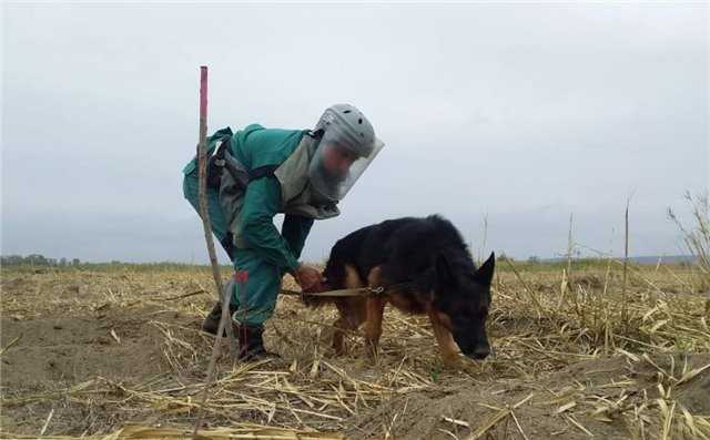 ABŞ Azərbaycana daha 30 minaaxtaran it verəcək