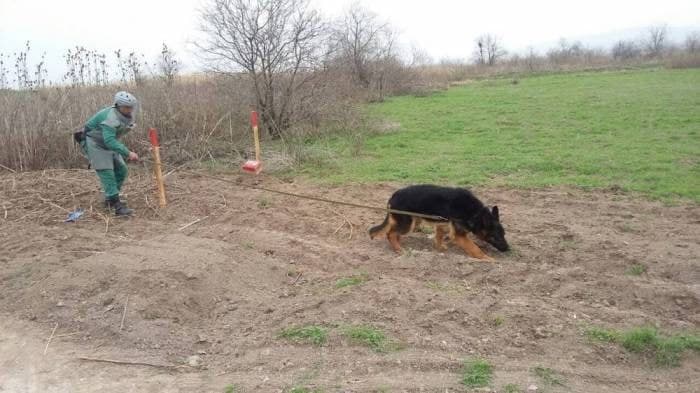 ABŞ Azərbaycana daha 8 minaaxtaran it göndərdi