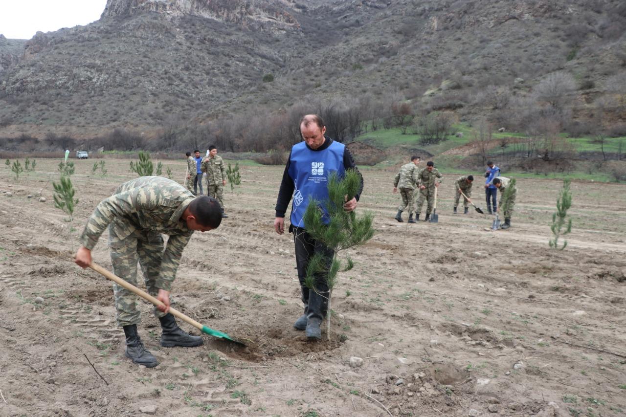 Laçında keçirilən ağacəkmə aksiyasından FOTOLAR