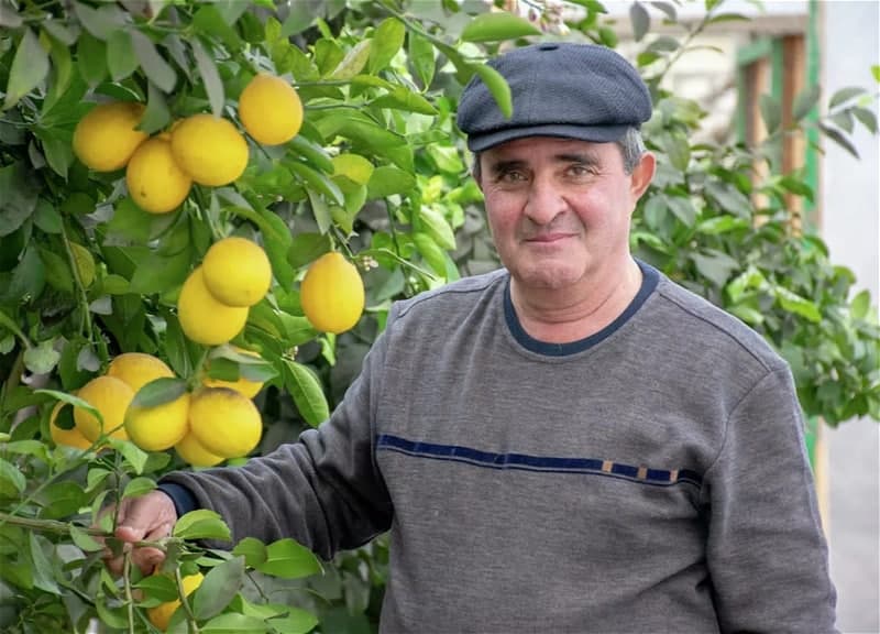 Azərbaycanlı yeni limon sortunu yaratdı - FOTO