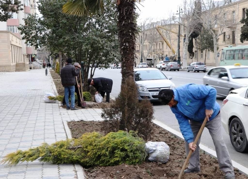 Gəncədə 8 min ağac əkildi - FOTO