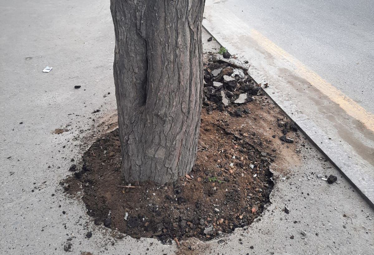 Ağacların dibi asfaltdan təmizləndi - FOTO