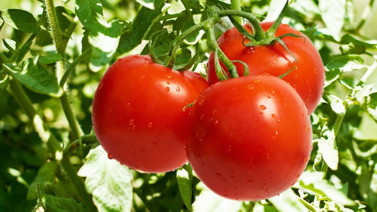 İstixanalarda yerli pomidor sortları niyə yoxdur? - ARAŞDIRMA / VİDEO