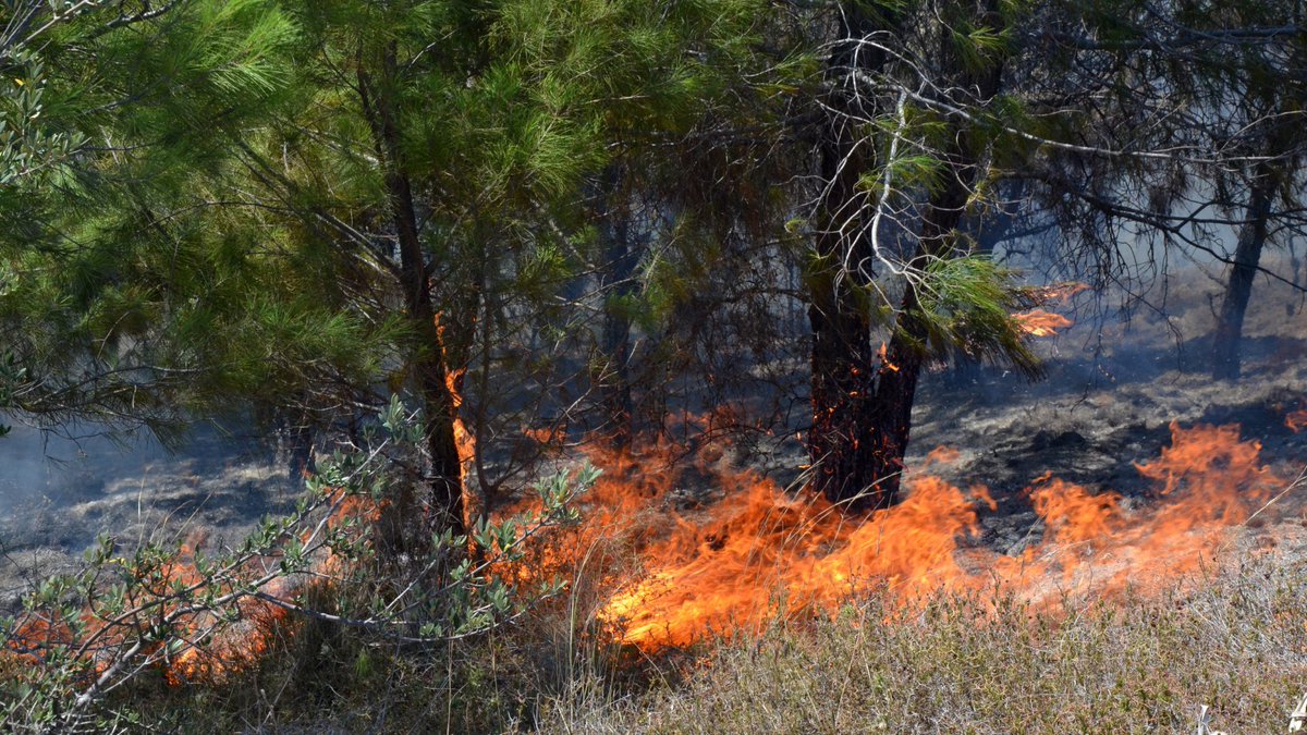 Bu rayonun yaşıllıq zolağında 22 ağac yandırıldı – KİM TÖRƏDİB?