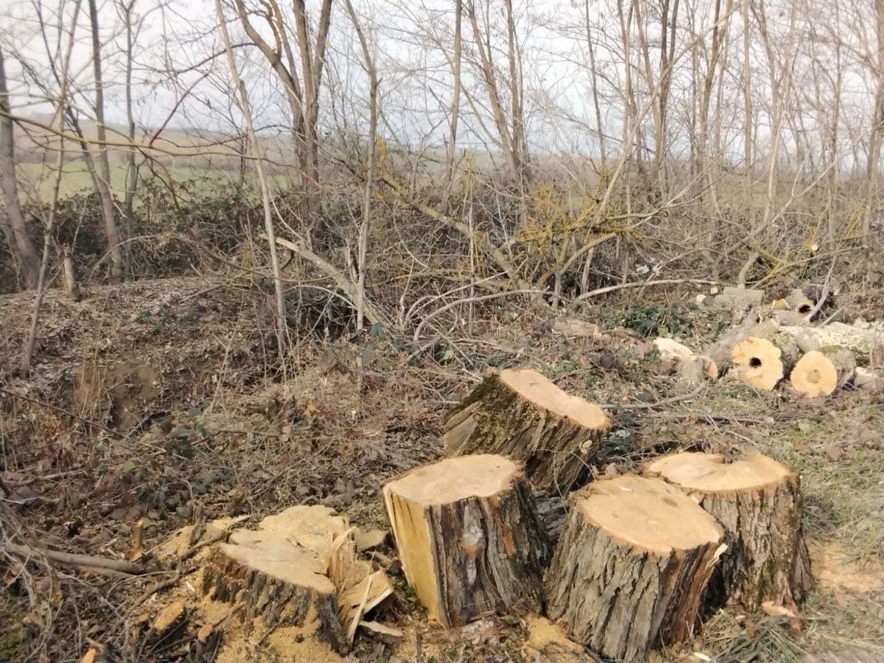 Qubada kəsilən ağaclar barədə yeni TƏFƏRRÜAT - FOTO