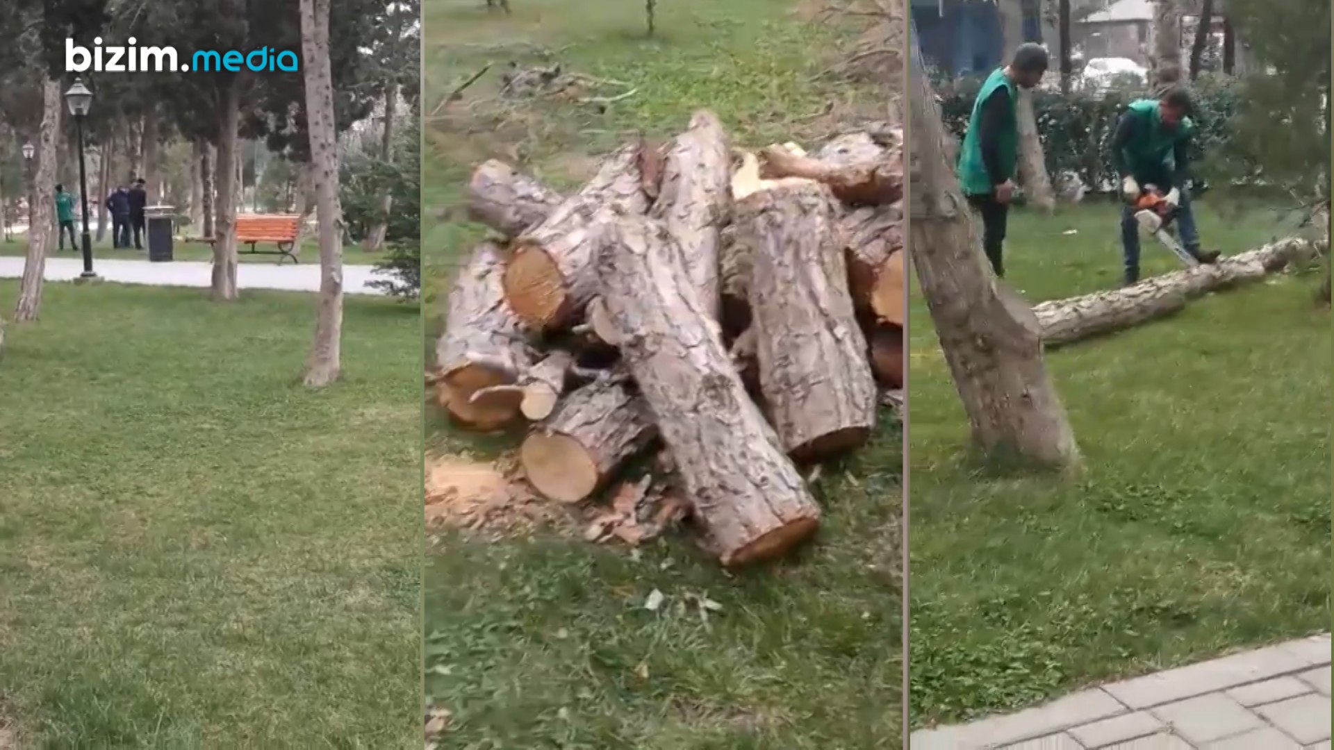 Paytaxtda “YAŞIL SOYQIRIM” – 40 illik parkın ağacları niyə MƏHV edilir? - VİDEO