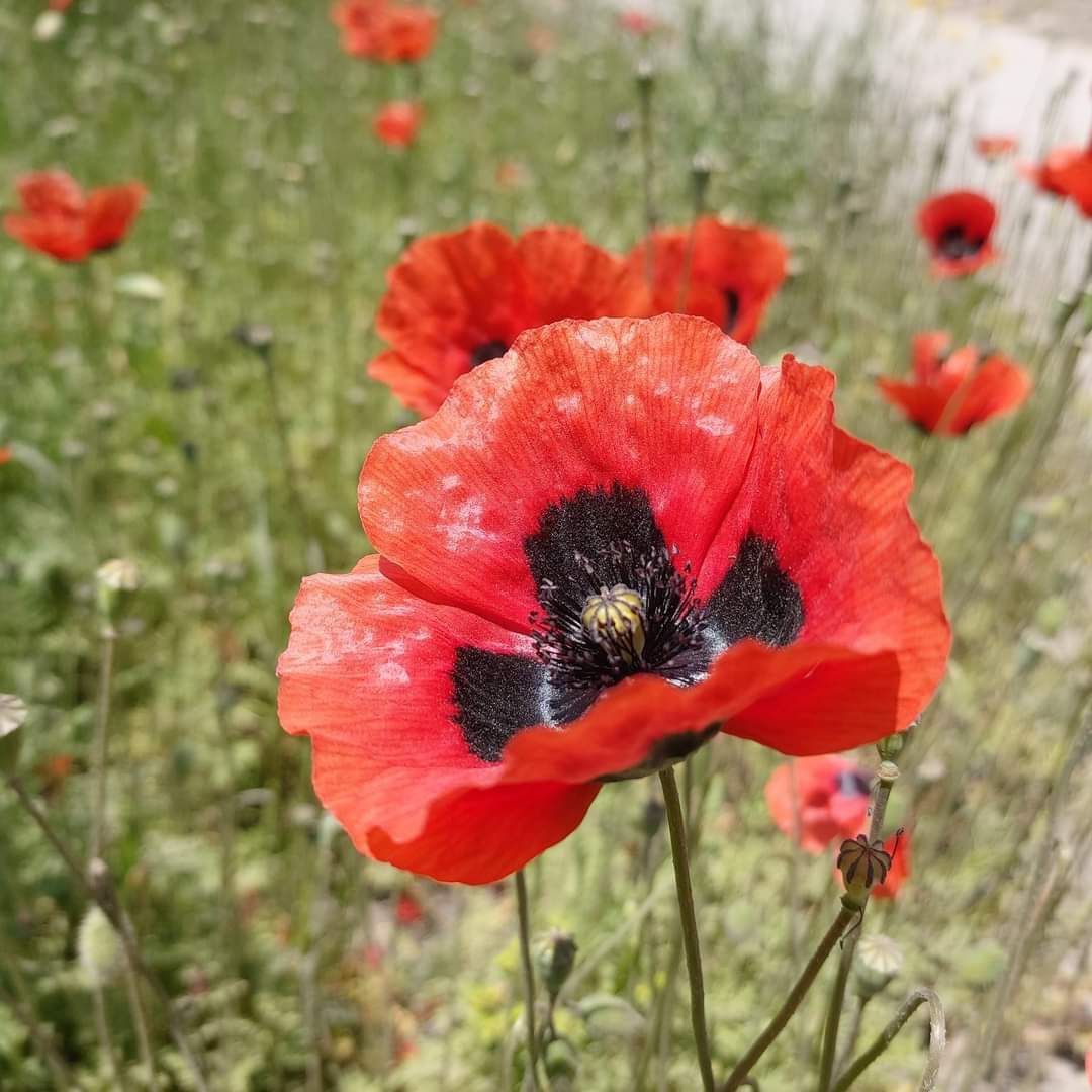 Laçın yaylaqları gül-çiçək açdı – FOTO