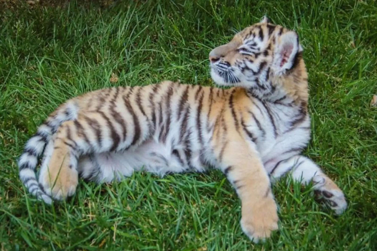 Bakı Zooloji Parkında pələng balası doğulub - FOTO 