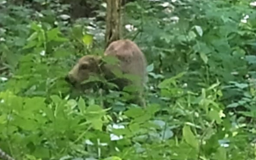 Şahdağ Milli Parkında daha bir zubr balası dünyaya gəldi - FOTO