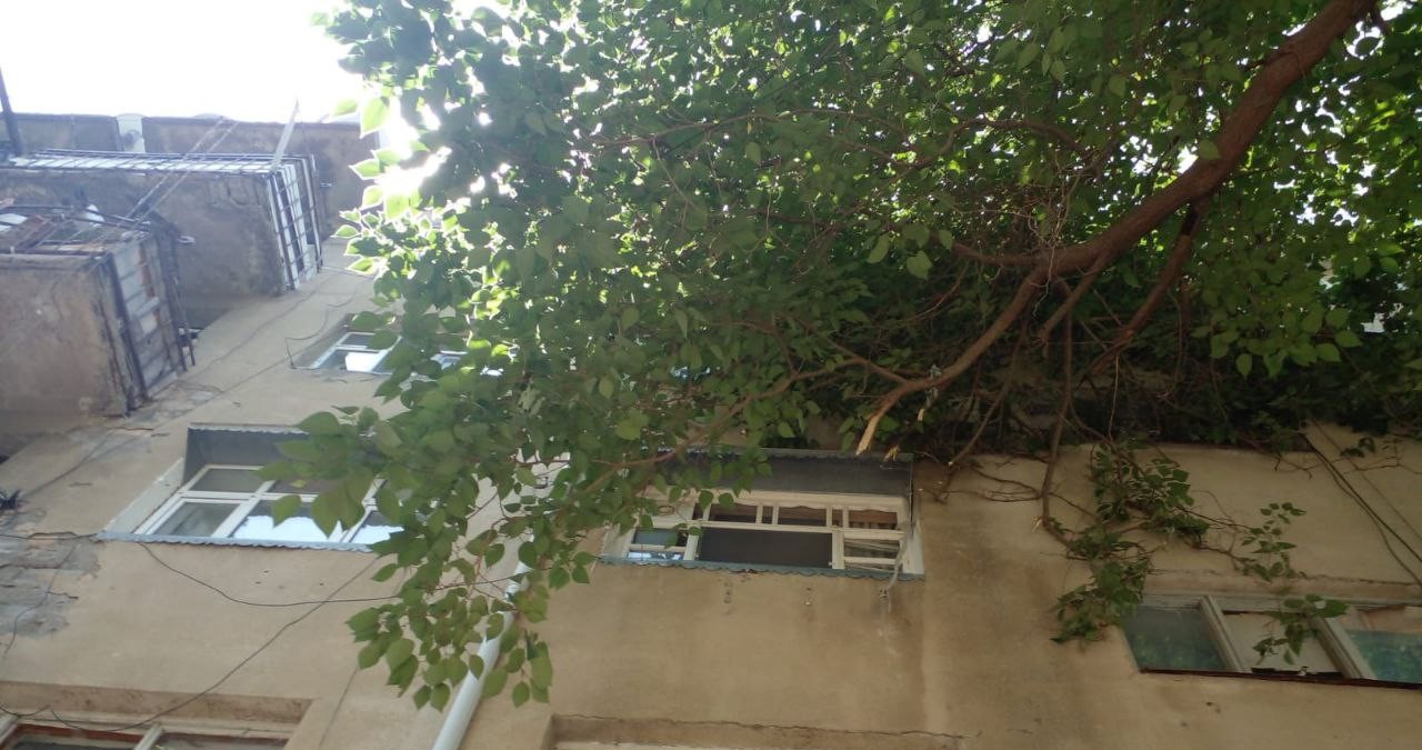 Mingəçevirdə iri gövdəli ağac yataqxananın üzərinə aşdı - FOTO