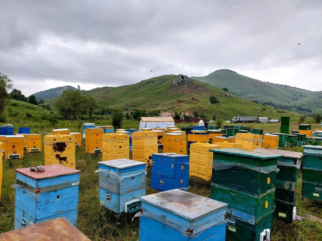 Qaxdan yol alıb Laçına gedən arı karvanı - REPORTAJ