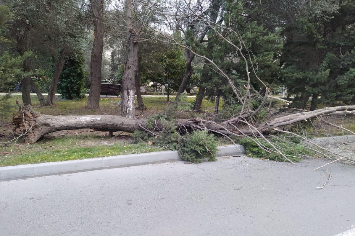 İsmayıllıda ağac aşması nəticəsində bağlanan yol açıldı – YENİLƏNİB 