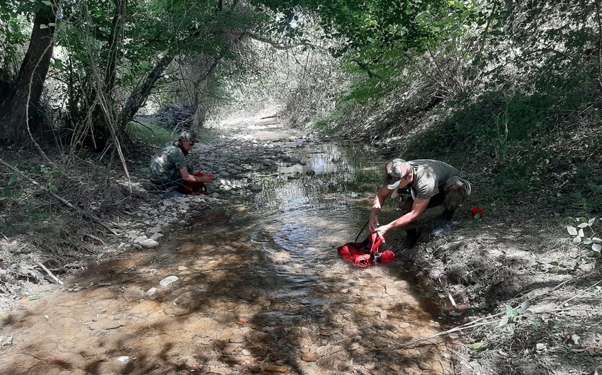 “Qalaaltı” yaxınlığındakı meşədə yanğın söndürüldü - FOTO