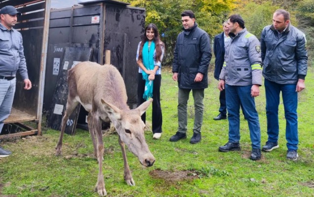 Leyla Əliyeva Şahdağ Milli Parkında - FOTO