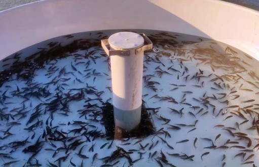 Xaçınçay su anbarına 200 min ədəd balıq körpəsi BURAXILIB - FOTO 