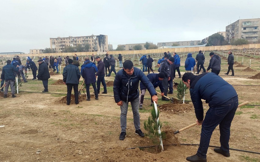 Abşeronda 3000 ağac əkilib - FOTO