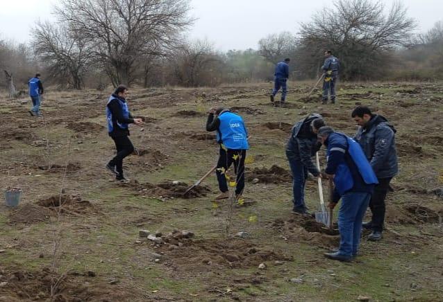 Zəngilanda ağacəkmə tədbiri KEÇİRİLDİ – FOTO 