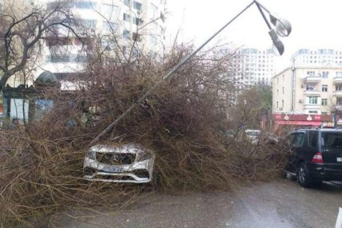 Bakıda ağac yola aşdı - 4 marşrut avtobusunun yolu bağlandı