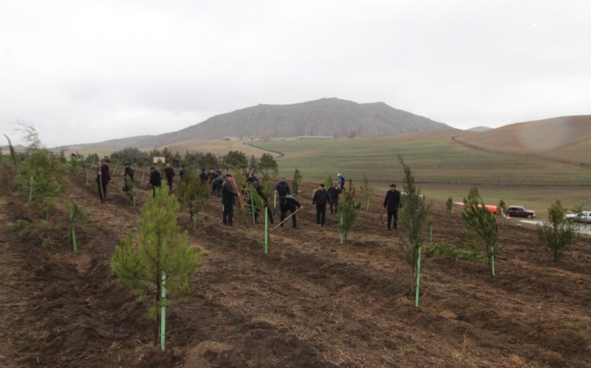 Meşə fondu torpaqlarında 14 mindən artıq ağac əkildi