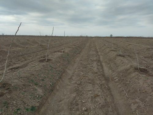 Azərbaycanda İLK: Saatlıda əncir bağı salınır - FOTO