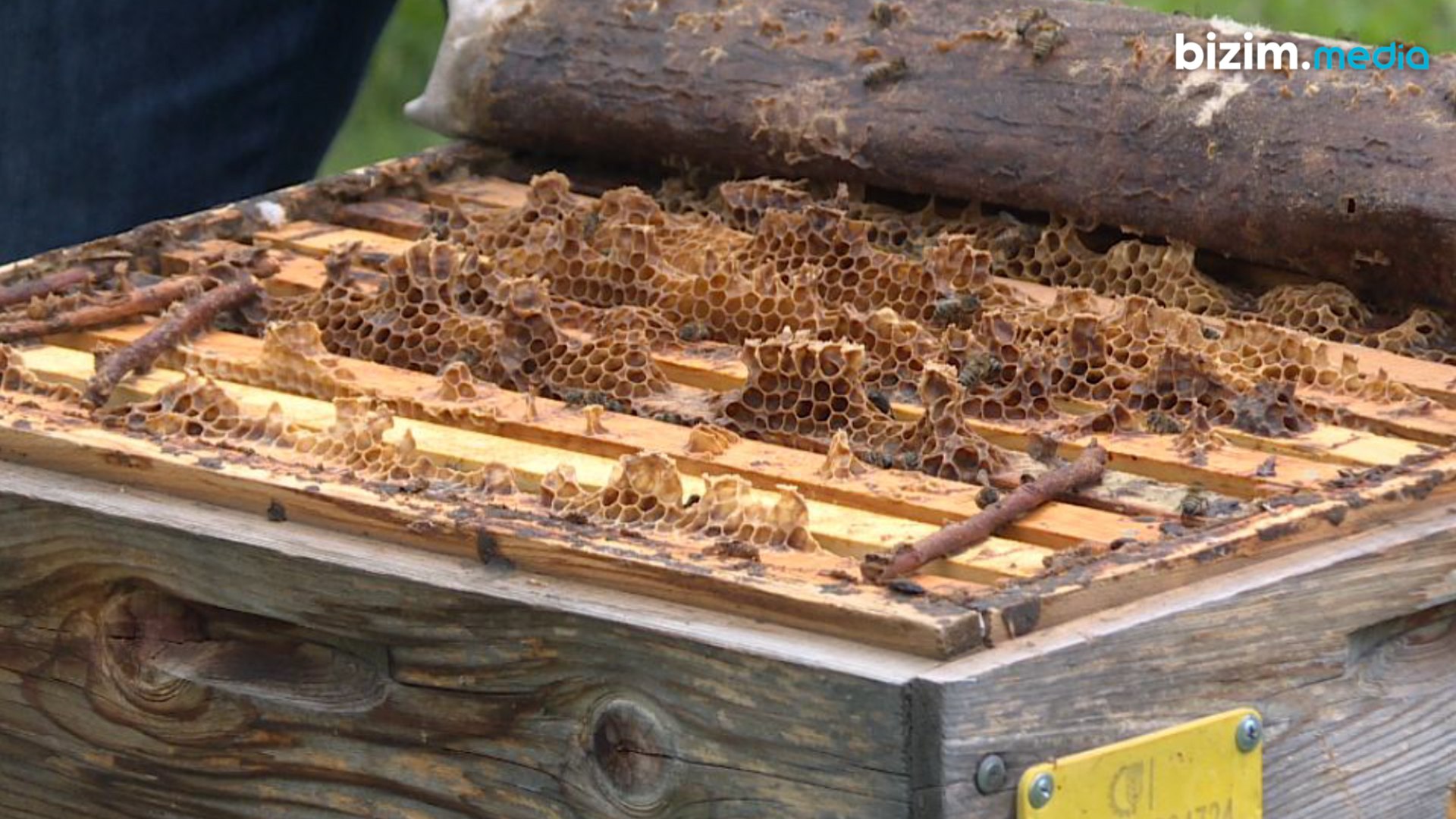 Bal arıları niyə kütləvi qaydada məhv olur? – ARAŞDIRMA/FOTO