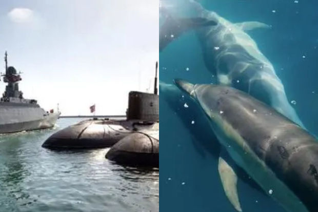 Britaniya hərbi qəzeti: “Rusiya Sevastopolun müdafiəsini döyüş delfinləri ilə gücləndirib” - FOTO 