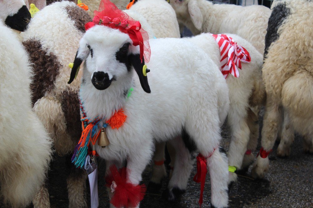 Bazarda 400 manatdan aşağı qurbanlıq heyvan tapmaq olmur - VİDEO 