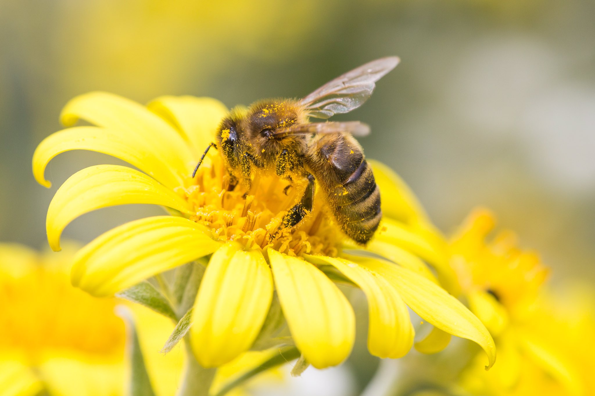 Bal arıları tozlandırdıqları çiçəklərə zərər verir? - ARAŞDIRMA