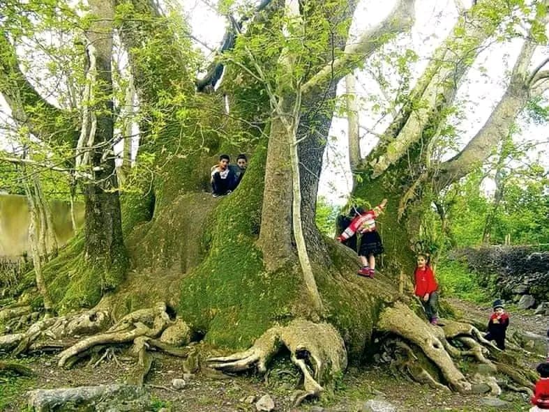 Oğuzda 1026 yaşı olan ağac necə qorunur? – Tarixi ağacla bağlı maraqlı RƏVAYƏT