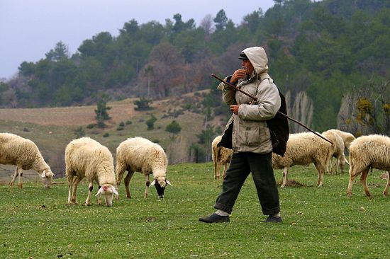 Çoban işlədiyi fermadan 65 qoyun oğurlayıb əyləncəyə XƏRCLƏDİ - FOTO